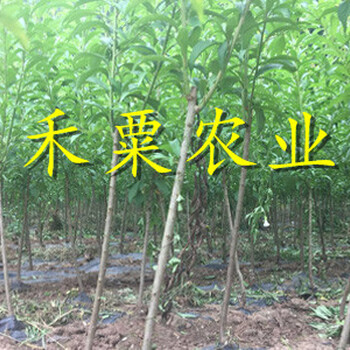 福建脆紅李苗栽種密度。脆紅李苗合作社