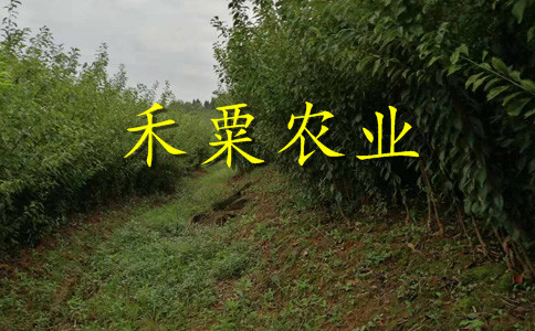 贵阳脆红李子苗格。脆红李子苗种植基地