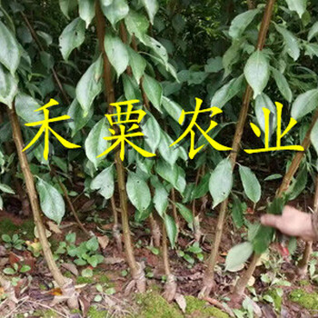 重慶脆紅李子苗批發(fā)哪家好？-_重慶3cm脆紅李苗價(jià)格