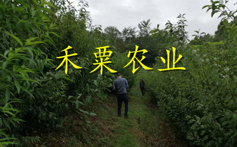 十堰脆红李树苗提供购苗合同。脆红李树苗示范基地