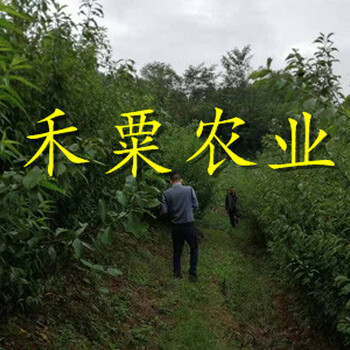 貴陽(yáng)晚熟脆紅李苗大基地值得選購(gòu)。晚熟脆紅李苗出售