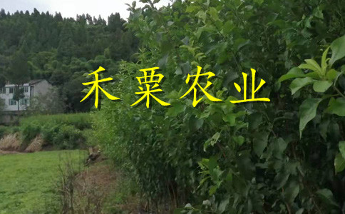 宜昌脆红李树苗苗圃基地。脆红李树苗示范基地