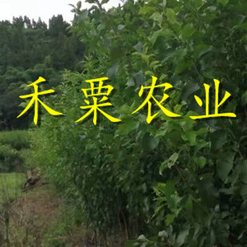安徽脆紅李子樹苗批量出售。脆紅李子樹苗出售