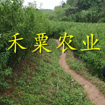 銅仁晚熟脆紅李苗示范基地每日?qǐng)?bào)價(jià)。銅仁脆紅李苗批發(fā)行情