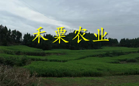 福建晚熟脆红李苗报价-_福建2019脆红李苗价格