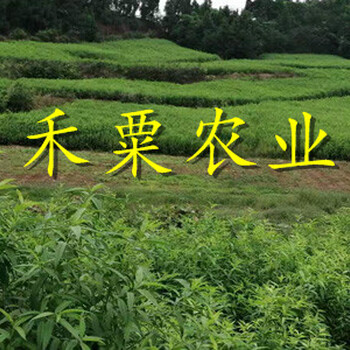 浙江脆紅李子樹苗現(xiàn)貨供應(yīng)。脆紅李子樹苗供應(yīng)