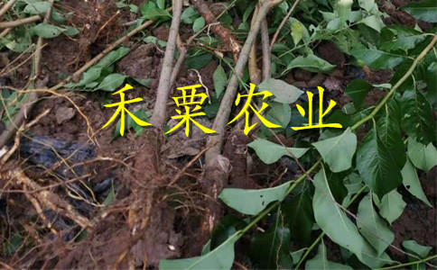 重庆黔江脆红李苗批发基地-_极晚熟脆红李子苗基地。