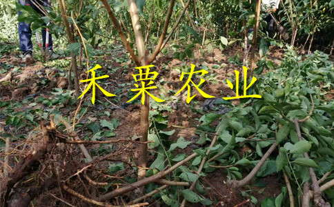 江苏晚熟脆红李树苗基地介绍。晚熟脆红李树苗种植基地