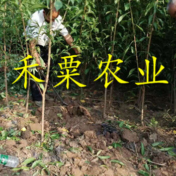 云南脆紅李子樹苗預訂立享優(yōu)惠。脆紅李子樹苗生產(chǎn)苗圃