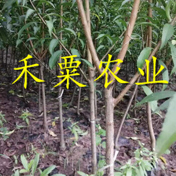 湖北天門脆紅李樹苗批發(fā)-_當(dāng)年掛果脆紅李苗培育基地。