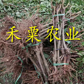 安康脆紅李苗培育基地。脆紅李苗基地