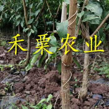 茂县晚熟脆红李树苗新品种价格。晚熟脆红李树苗销售