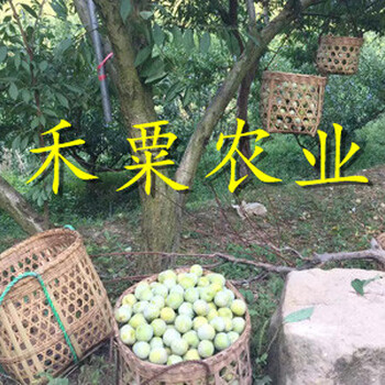 綿陽(yáng)脆紅李子苗沒有中間商賺差價(jià)。脆紅李子苗農(nóng)場(chǎng)