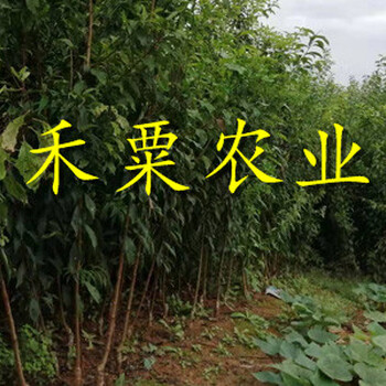 重慶早熟蜂糖李苗供應(yīng)商。早熟蜂糖李苗種植基地