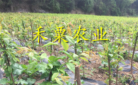 綿陽(yáng)蜂糖李苗修枝技術(shù)。蜂糖李苗基地