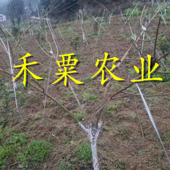 遂寧蜂糖李樹苗修剪作用。蜂糖李樹苗新品種