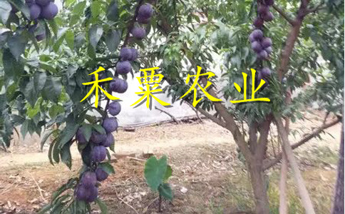 广安早熟蜂糖李树苗供应。早熟蜂糖李树苗求购