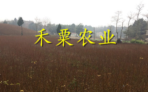 德陽蜂糖李子樹苗果樹研培基地。蜂糖李子樹苗廠家