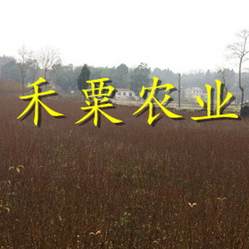 湖北蜂糖李苗出售｜-湖北蜂糖李苗多少錢一顆