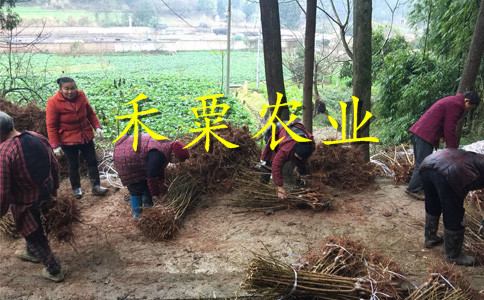 四川蜂糖李子苗廠家電話。蜂糖李子苗批發(fā)行情