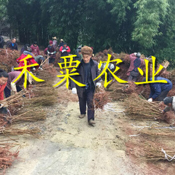 广西蜂糖李树苗种植基地｜-广西2019蜂糖李苗价格