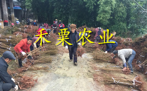 广西蜂糖李树苗种植基地｜-广西2019蜂糖李苗价格