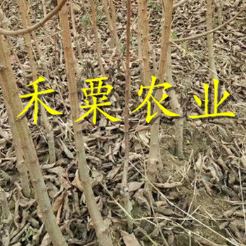十堰蜂糖李子苗可數(shù)倍盈利。蜂糖李子苗新品種