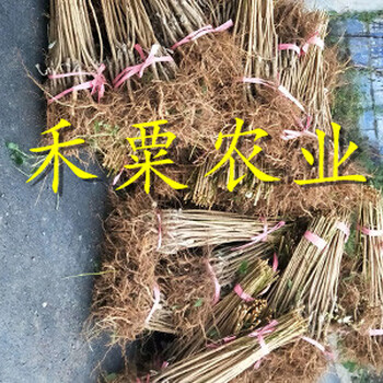 廣安早熟蜂糖李樹苗零售價格。早熟蜂糖李樹苗新品種