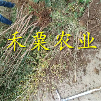 四川蜂糖李苗基地介紹。蜂糖李苗示范基地