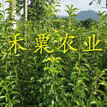 宜昌早熟蜂糖李樹苗新品種價(jià)格。早熟蜂糖李樹苗生產(chǎn)基地