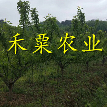 重慶蜂糖李子苗聯(lián)系我們獲取更多資料。蜂糖李子苗報(bào)價(jià)