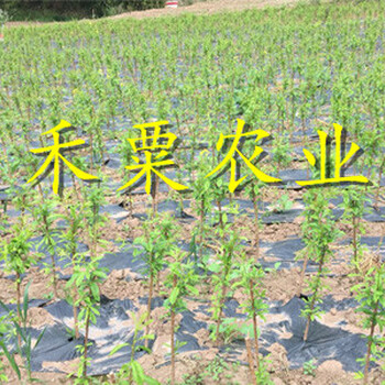 江蘇早熟蜂糖李苗批發(fā)｜-江蘇1年蜂糖李苗價格