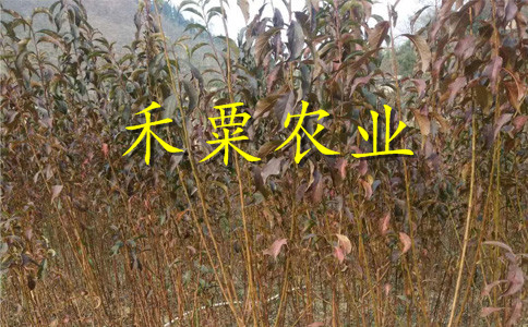 湖北蜂糖李苗歡迎前來(lái)咨詢。蜂糖李苗價(jià)格