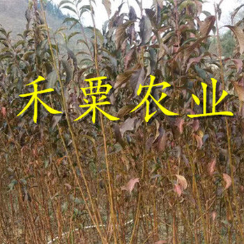 德陽早熟蜂糖李苗全國供應(yīng)。早熟蜂糖李苗供應(yīng)