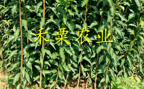 銅仁早熟蜂糖李樹苗大規格。早熟蜂糖李樹苗合作社