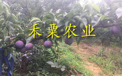 湖南蜂糖李树苗需要的进来看看。蜂糖李树苗示范基地