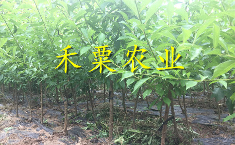汶川蜂糖李苗品種｜-汶川3年蜂糖李苗價格
