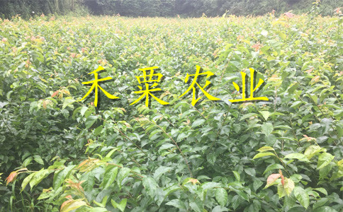 安康蜂糖李樹苗便宜價(jià)格。蜂糖李樹苗物有所值