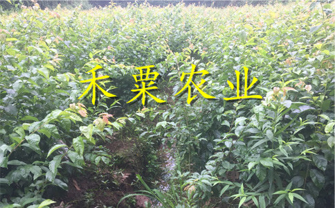 遂寧蜂糖李苗在線(xiàn)咨詢(xún)立享優(yōu)惠。蜂糖李苗批發(fā)價(jià)格