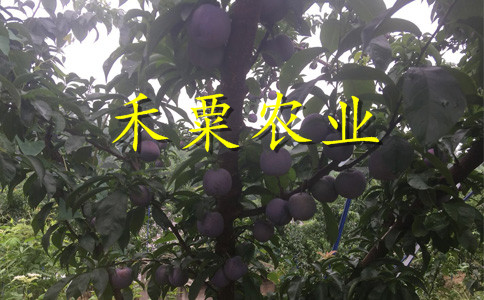 陕西早熟蜂糖李树苗4公分价格。早熟蜂糖李树苗合作社