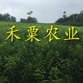 廣元蜂糖李樹(shù)苗新品種。蜂糖李樹(shù)苗示范基地
