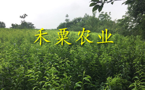 湖北蜂糖李子树苗基地价格。蜂糖李子树苗物有所值