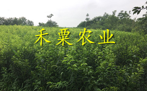 广西蜂糖李树苗种植基地｜-广西2019蜂糖李苗价格