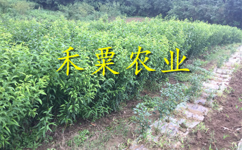 汉中早熟蜂糖李树苗欢迎咨询。早熟蜂糖李树苗报价