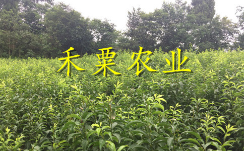 湖南蜂糖李树苗需要的进来看看。蜂糖李树苗示范基地