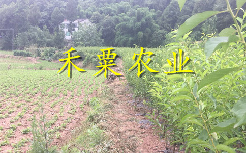 安徽早熟蜂糖李树苗3年价格。早熟蜂糖李树苗示范基地