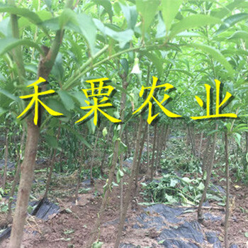 德陽(yáng)早熟蜂糖李樹苗點(diǎn)擊進(jìn)來獲取價(jià)格。早熟蜂糖李樹苗品種介紹