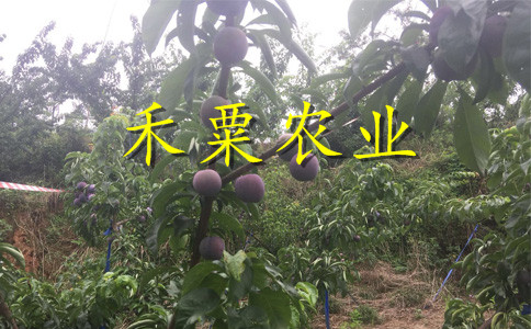 陕西早熟蜂糖李树苗4公分价格。早熟蜂糖李树苗合作社