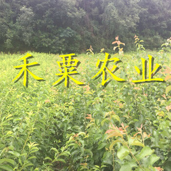 遵义早熟蜂糖李树苗烂根病防治。早熟蜂糖李树苗种植基地