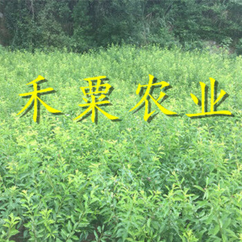 貴州蜂糖李子樹苗產(chǎn)量穩(wěn)定。蜂糖李子樹苗合作社